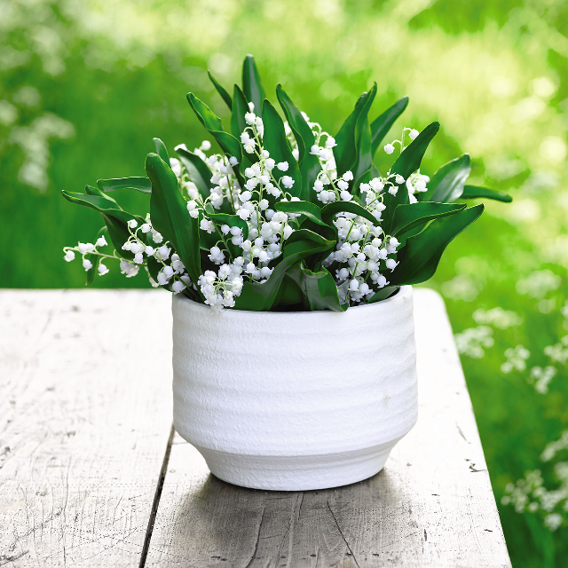 Flower of the Month for May Lily of the Valley