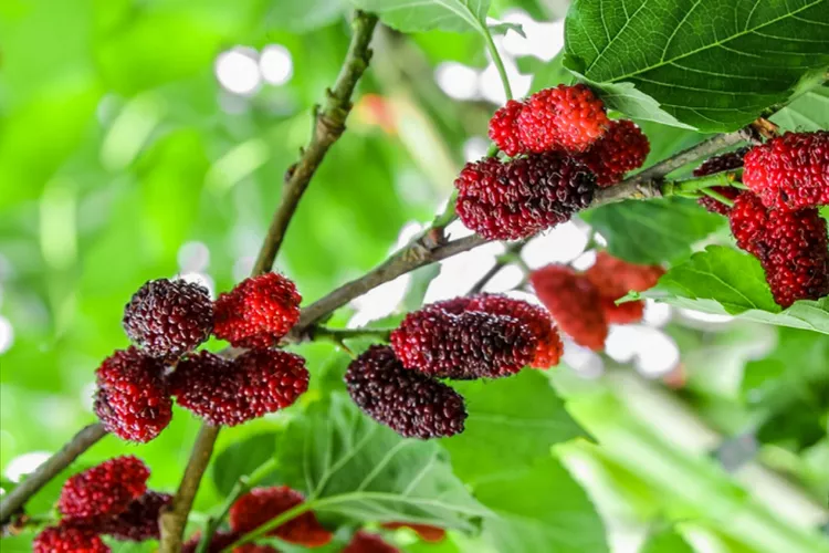 Growing and Caring for Mulberry Trees A Comprehensive Guide