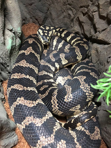 Jungle Carpet Python - Unveiling Facts, Figures, and Essential Knowledge