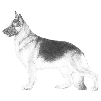 The Diverse World of German Shepherds Exploring Different Types and Lineages