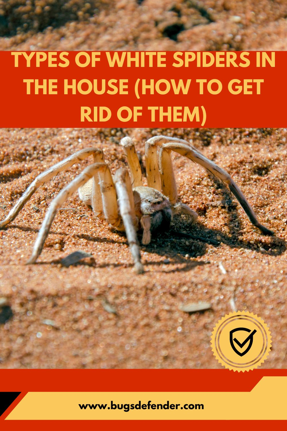 Types of White Spiders in the House (And How to Get Rid of Them)