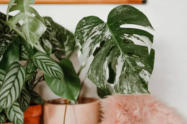 Variegated Monstera Deliciosas Everything You Need to Know