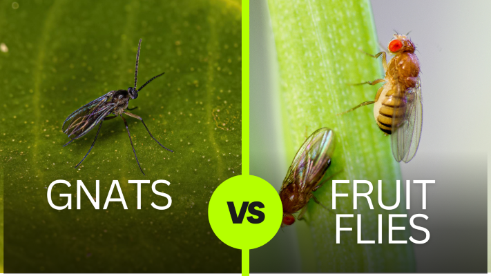 Fruit Flies vs Gnats: A Comprehensive Guide to Identifying, Preventing, and Managing These Pesky Pests